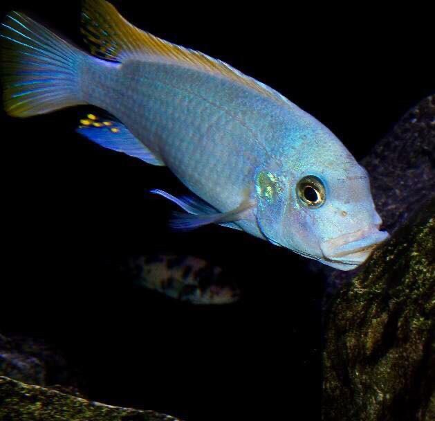 Maylandia mbenjii 'Mbenji Island'